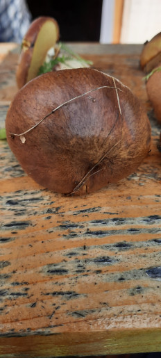 Гриб из Высотин