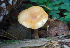 Гриб из Москва