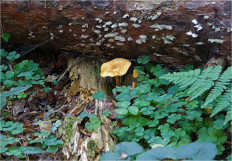 Гриб из Москва