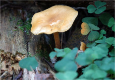 Гриб из Москва