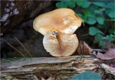 Гриб из Москва