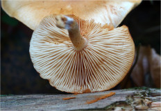 Гриб из Москва