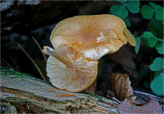 Гриб из Москва