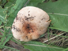 Гриб из Киев