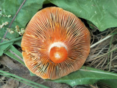 Гриб из Киев