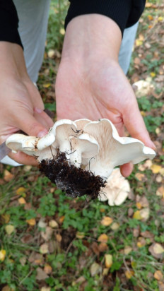 Гриб из Горный Алтай