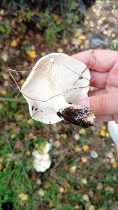 Гриб из Горный Алтай