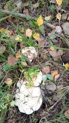 Гриб из Горный Алтай