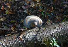 Гриб из Москва