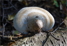 Гриб из Москва