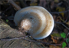 Гриб из Москва