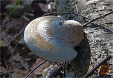 Гриб из Москва