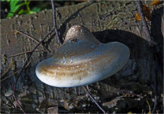 Гриб из Москва