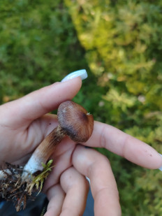 Гриб из Иваново