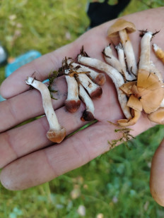 Гриб из Иваново