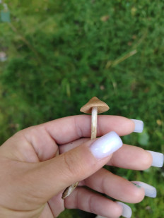 Гриб из Иваново