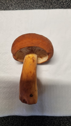 Гриб из Москва