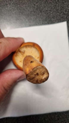 Гриб из Москва