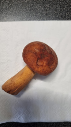 Гриб из Москва