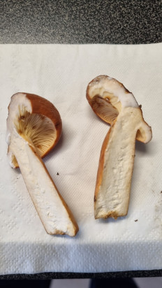 Гриб из Москва