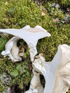 Гриб из Псков