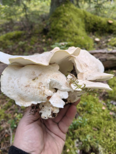 Гриб из Псков