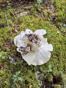 Гриб из Псков