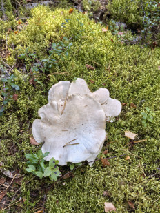 Гриб из Псков