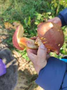 Гриб из КАЗАНЬ