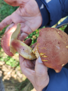 Гриб из КАЗАНЬ