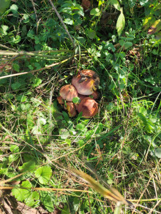 Гриб из КАЗАНЬ