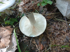 Гриб из Иваново