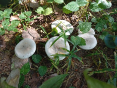 Гриб из Иваново