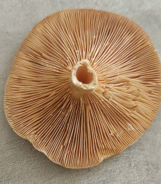 Гриб из Павловский Посад