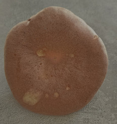 Гриб из Павловский Посад