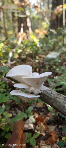 Гриб из Павловский Посад