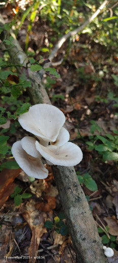 Гриб из Павловский Посад