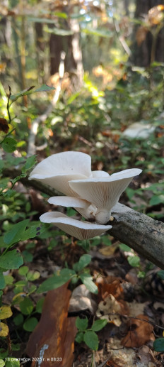 Гриб из Павловский Посад