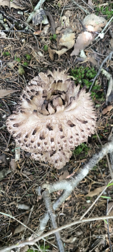 Гриб из Южно-Сахалинск