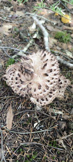 Гриб из Южно-Сахалинск