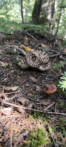 Гриб из Южно-Сахалинск