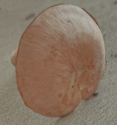 Гриб из Павловский Посад