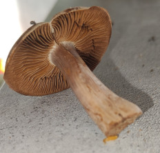 Гриб из Павловский Посад