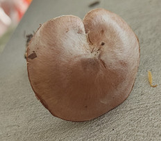 Гриб из Павловский Посад