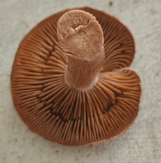 Гриб из Павловский Посад