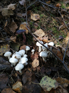 Гриб из Москва