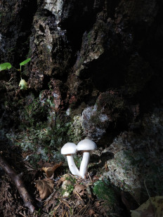 Гриб из Москва