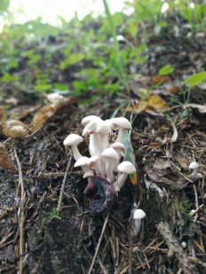 Гриб из Москва