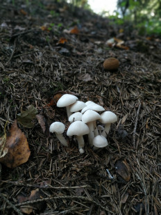 Гриб из Москва