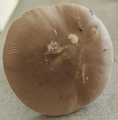 Гриб из Павловский Посад